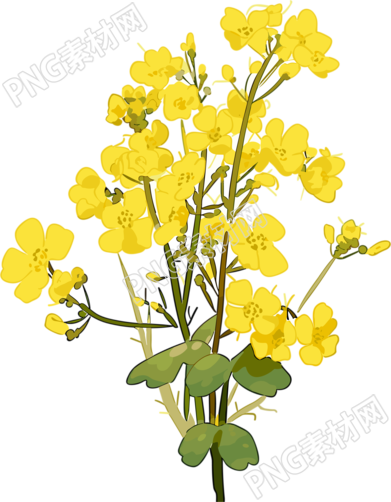 手绘油菜花插画设计