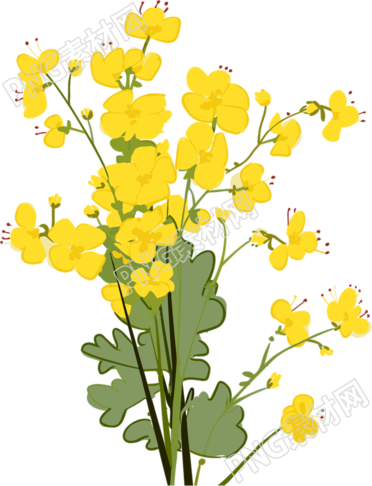 手绘黄色油菜花插画PNG