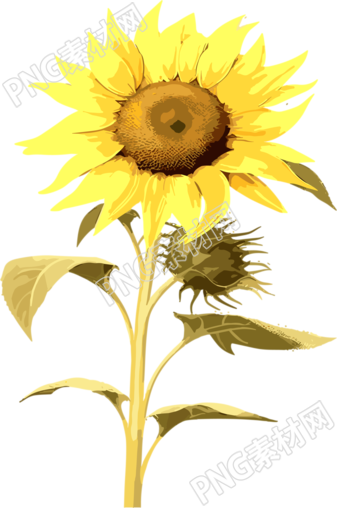 两朵带叶的向日葵商用插画