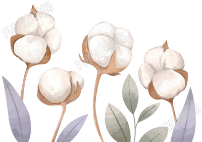 寒露时节丰收的棉花手绘插画