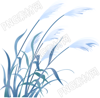 灰蓝色芦苇手绘插画素材