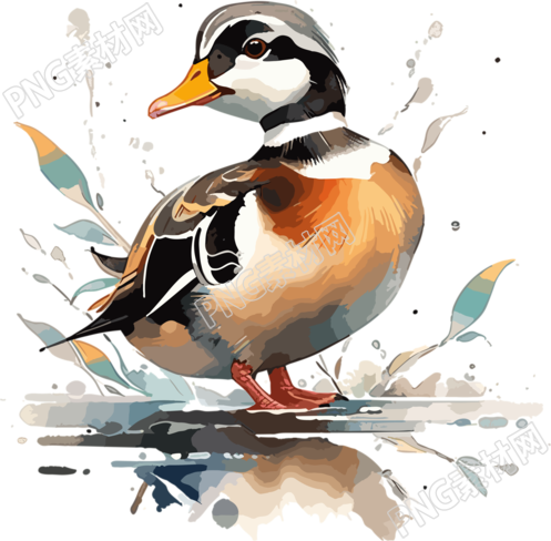 黑野鸳鸯水彩插画