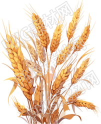 秋季谷物丰收中国大米与小麦