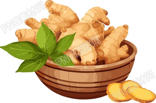 矢量剪贴画生姜新叶透明背景插图