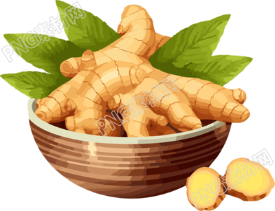 可商用生姜插图PNG