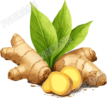 高清透明背景生姜新叶PNG插图