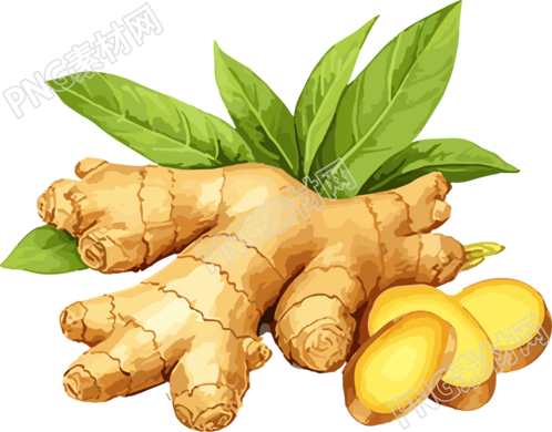 生姜新叶矢量插画PNG素材