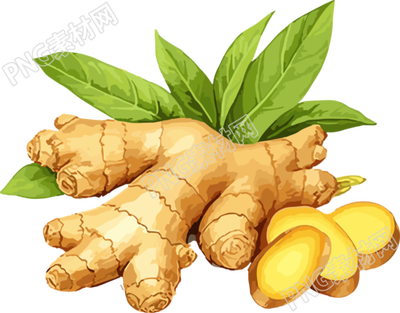 生姜新叶矢量插画PNG素材