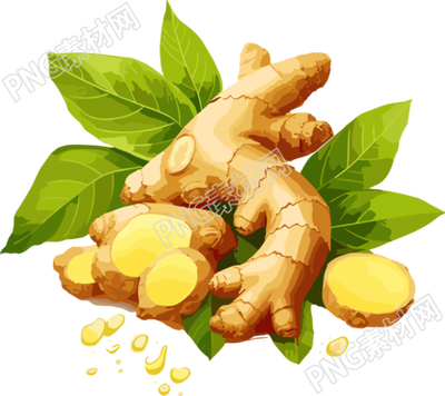 新鲜生姜PNG插画素材