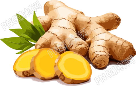 生姜商业设计PNG插画