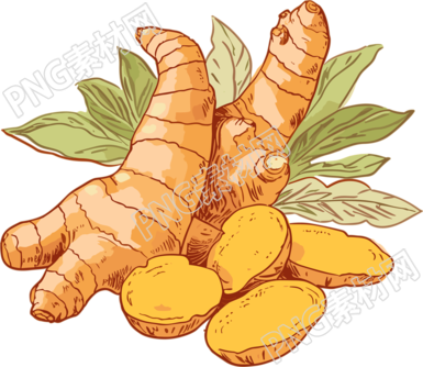 透明背景矢量剪贴画生姜PNG