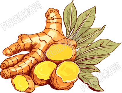 新鲜生姜矢量剪贴画PNG素材