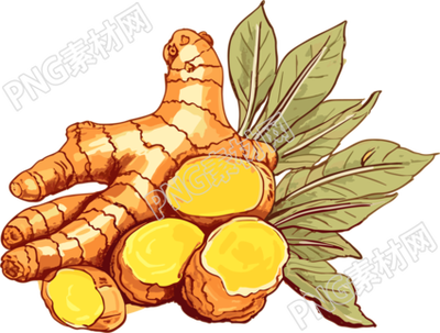 新鲜生姜矢量剪贴画PNG素材