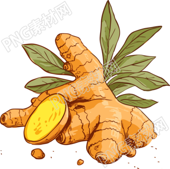 高清透明背景的生姜新叶矢量图