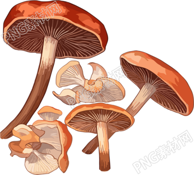 光栗色和浅棕色风格的灰褐革菌插图