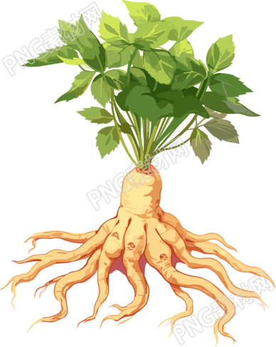 白棕色细致插画根茎植物和叶子素材