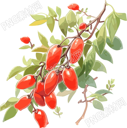结满枸杞的树枝高清插画设计素材