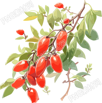 结满枸杞的树枝高清插画设计素材
