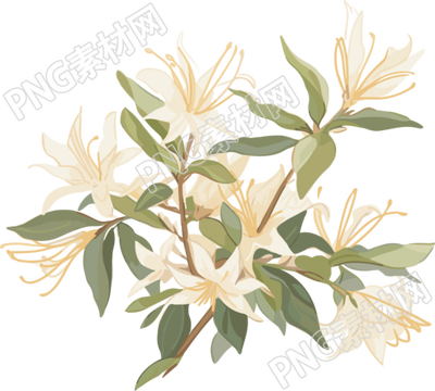 极简清新白花高清插画素材