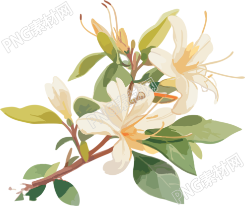 清新淡雅白花设计素材