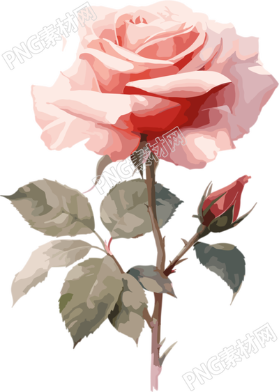 白底插画粉色玫瑰花素材