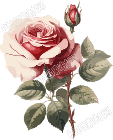 唯美玫瑰美丽花卉插画