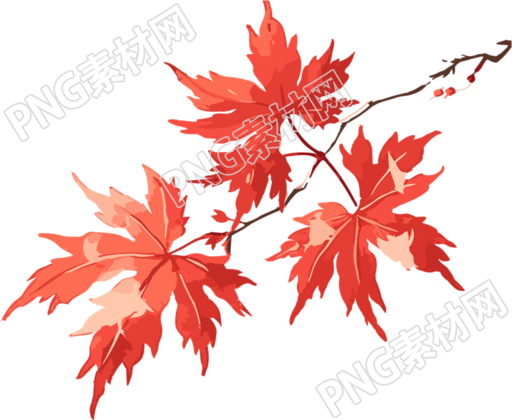 秋天红枫叶插画素材