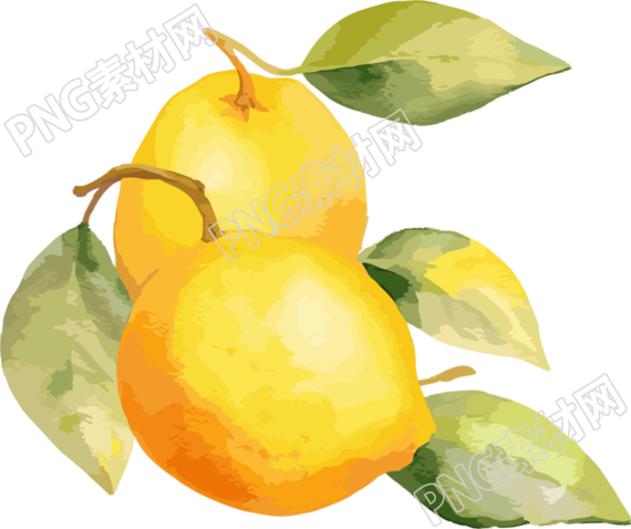 透明背景水彩柠檬插画