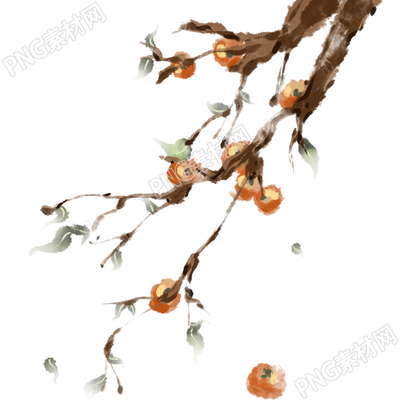 手绘寒露时节挂满枝头的柿子插画
