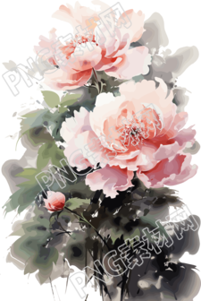 白底芍药绘画艺术素材