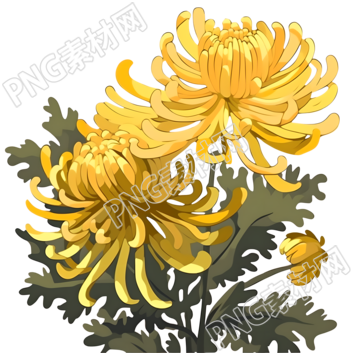 黄色和金色风格的菊花PNG素材