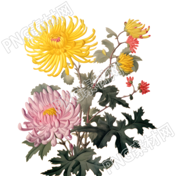 唯美黄色和粉色菊花素材