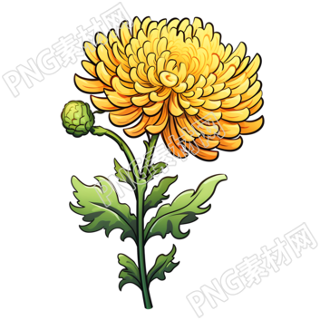 黄色菊花透明背景插画