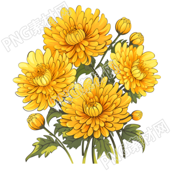 绽放的黄色菊花插图素材