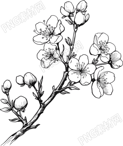創(chuàng)意設(shè)計(jì)梅花手繪黑白線條素材