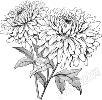手绘黑白菊花图形设计元素