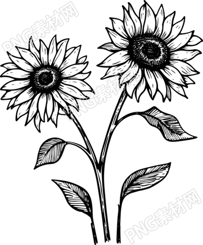 透明背景向日葵黑白手繪線條素材