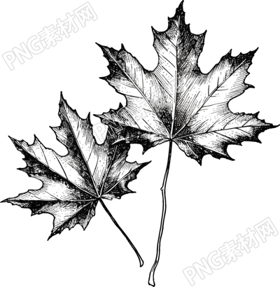 黑白手繪線描楓葉單色插圖