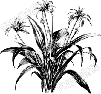 蘭花手繪黑白線條畫素材