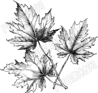 簡(jiǎn)約楓葉黑白手繪線描插畫
