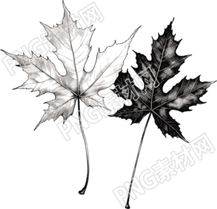 可商用黑白手繪線條楓葉素材