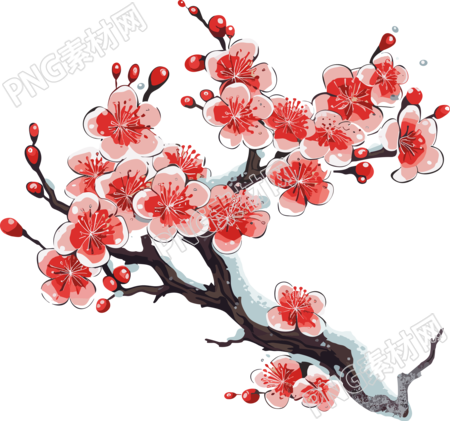 透明背景设计冬季梅花插画