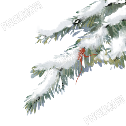 今日大雪被雪覆盖的松枝手绘插画