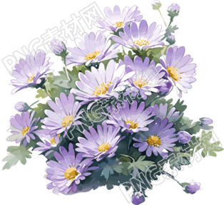 紫色雛菊水彩畫