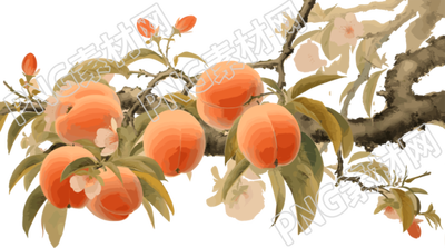 透明背景桃子插畫
