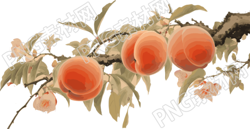 桃子插画素材