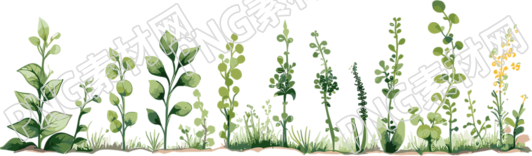 植物花边透明背景插图