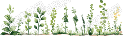 植物花邊透明背景插圖