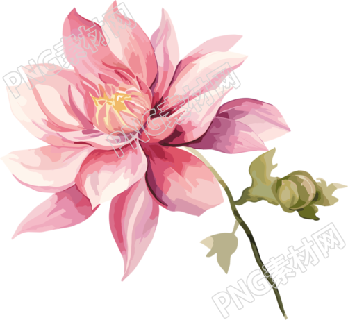 水彩花卉商用插畫