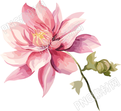 水彩花卉商用插畫